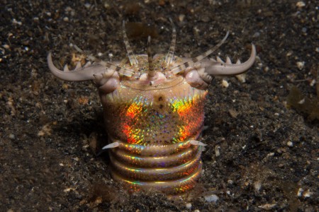 Lembeh Straights - Indonesia - A macro photographers paradise - Finale